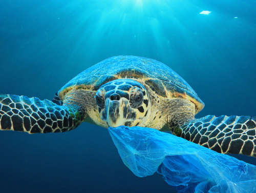 ¿Como afecta la pesca incidental y la contaminación a las tortugas marinas?