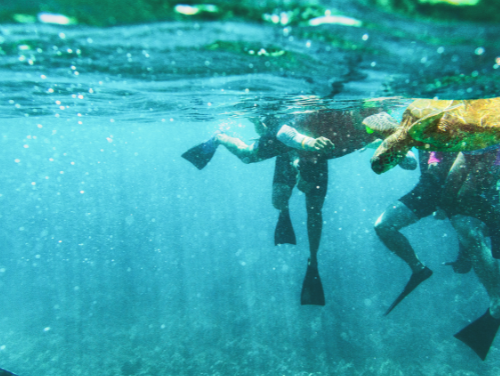 Guía básica: Desarrollar ecoturismo guiado con tortugas marinas