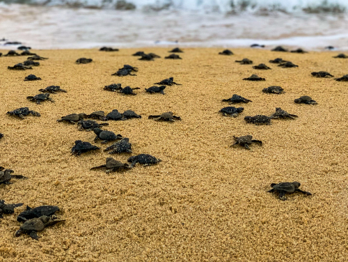 Sitios de anidación de tortugas marinas mas importantes en México