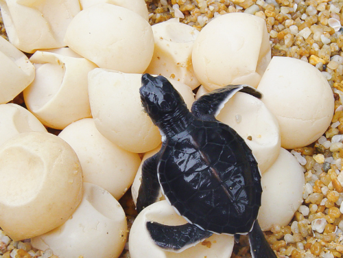 ¿Cómo afecta el cambio climático a las rutas de las tortugas marinas?