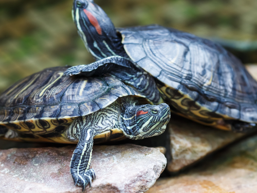 Tortugas japonesas ponen en peligro a las tortugas mexicanas